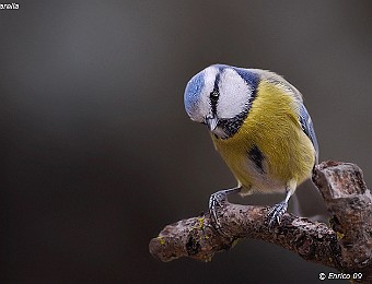 Animali 211